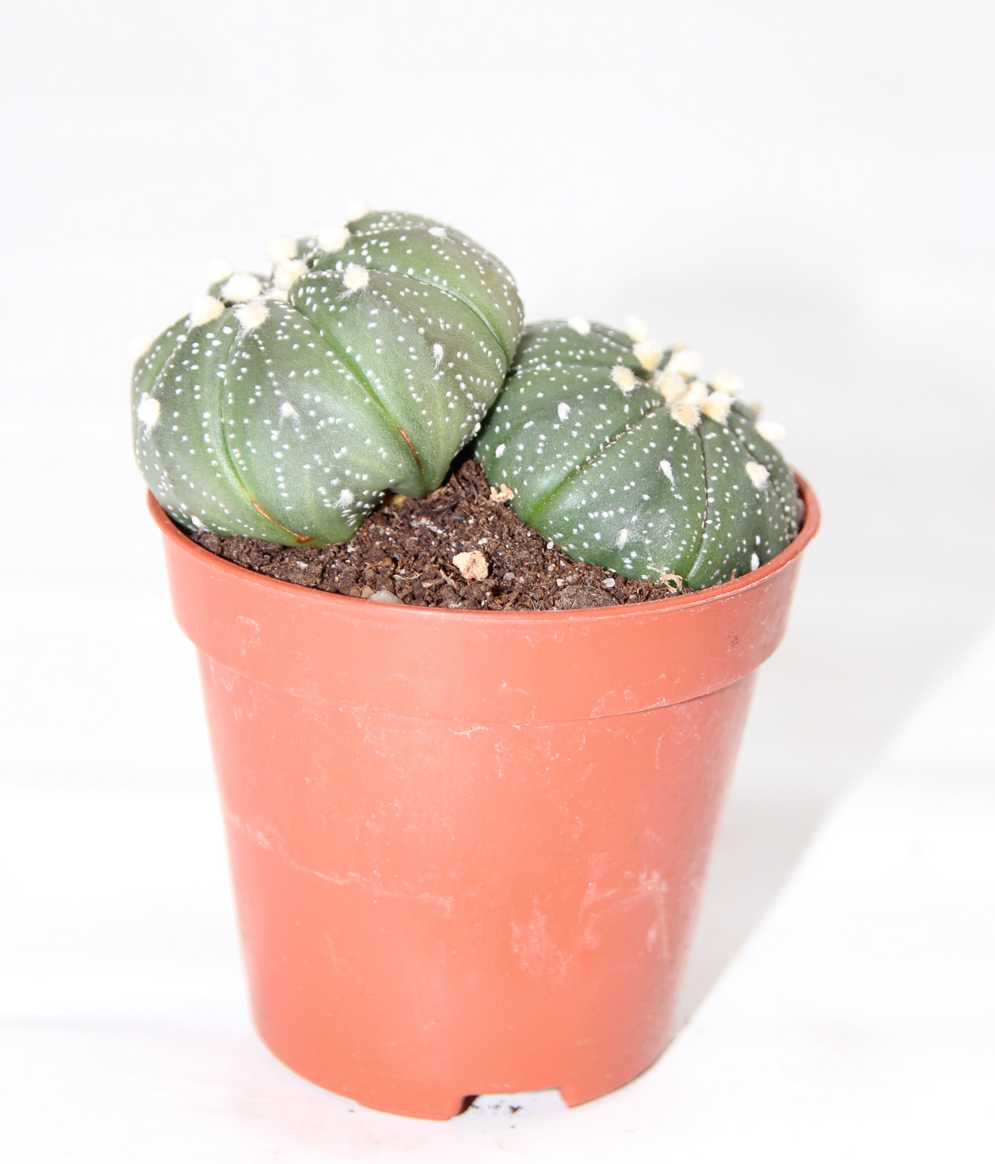 Astrophytum asterias Gruppe