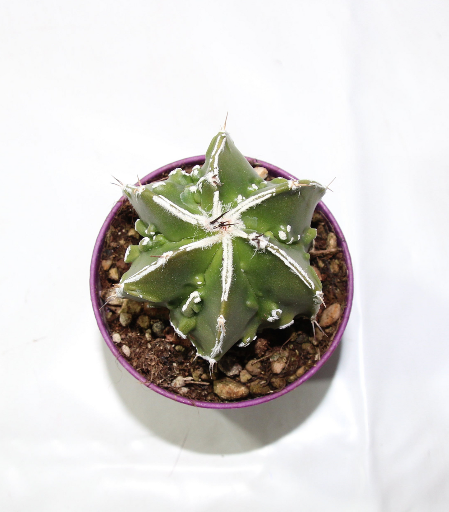 Astrophytum myrostigma fukuryu