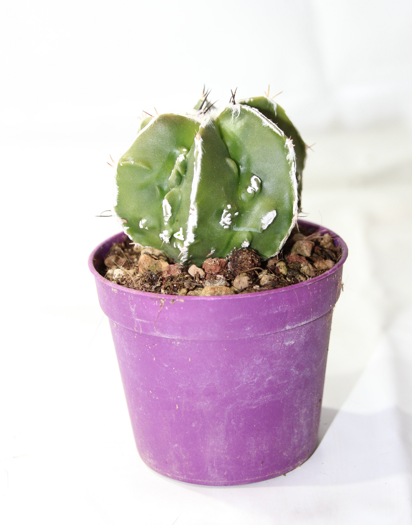 Astrophytum myrostigma fukuryu