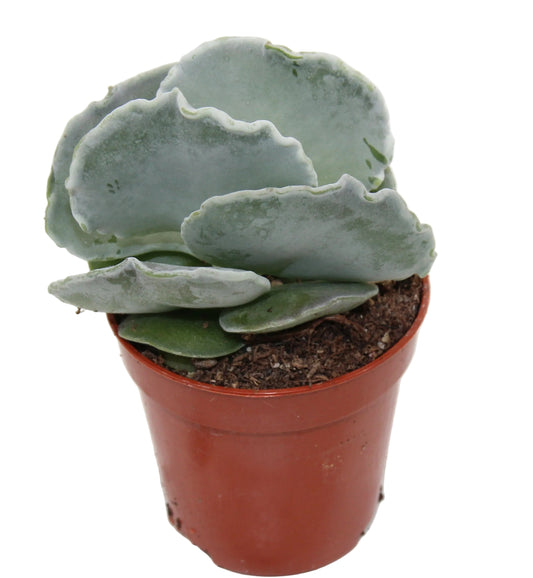 Cotyledon undulata