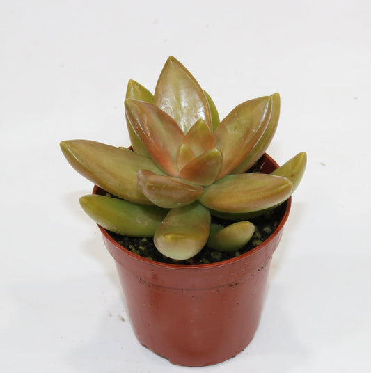 Sedum nussbaumerianum