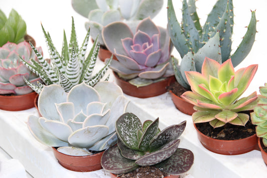 Sukkulenten Mix mit 5 Pflanzen im 5,5cm Topf