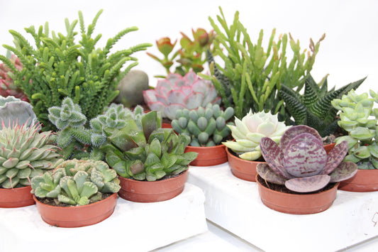 Sukkulenten Mix mit 10 Pflanzen im 5,5cm Topf