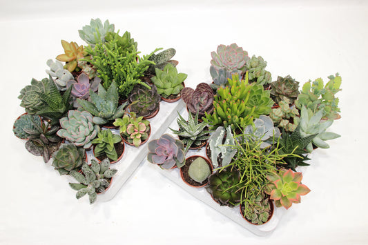 Sukkulenten Mix mit 20 Pflanzen im 5,5cm Topf