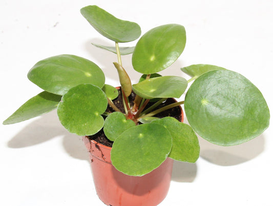 Pilea peperomioides 'Ufopflanze'