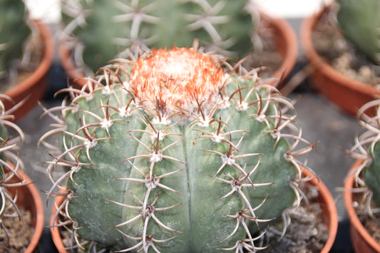 Melocactus matanzanus