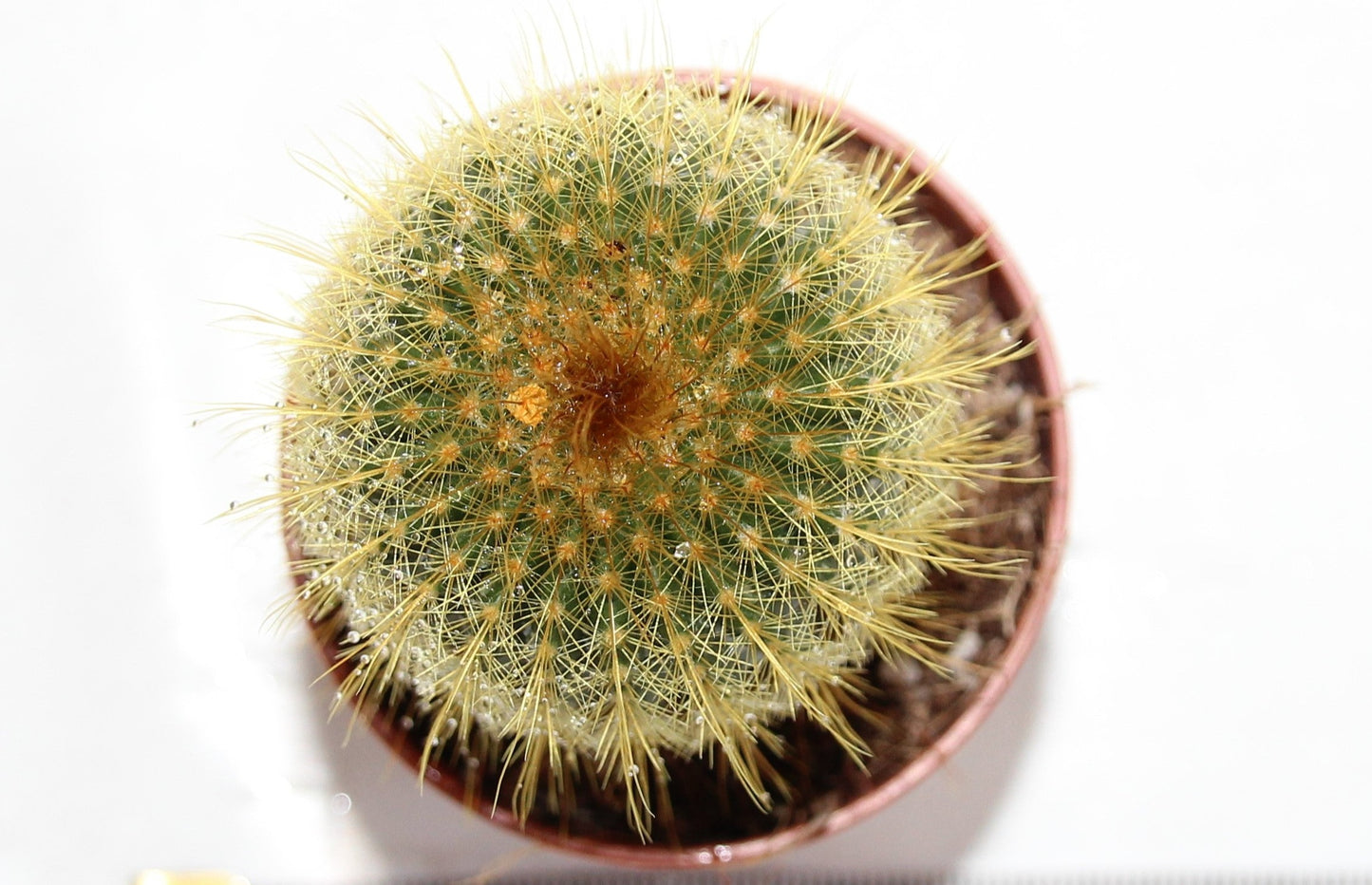 Eriocactus leninghausii ‘Goldkerze‘