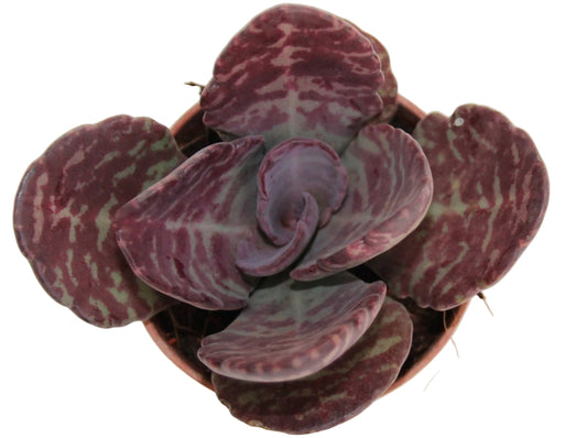 Kalanchoe humilis 'Desert Surprise'