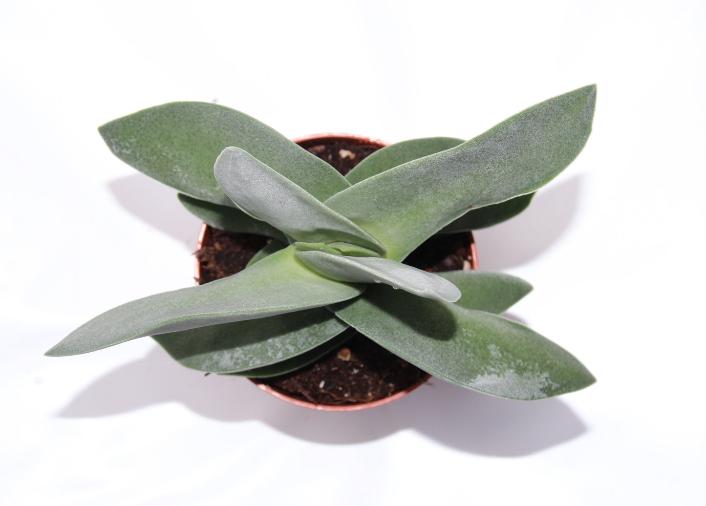 Crassula falcata ‘Propellerpflanze‘